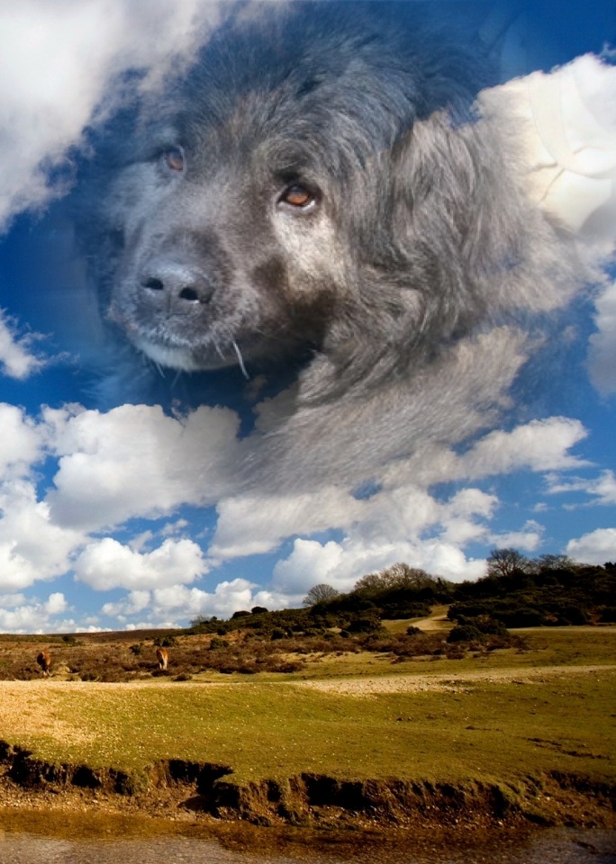 Какая душа у собаки. Небесная собака. Душа собаки. Небесные псы. Собака до неба.