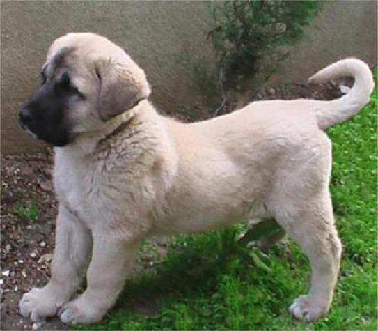 kangal